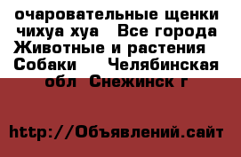 очаровательные щенки чихуа-хуа - Все города Животные и растения » Собаки   . Челябинская обл.,Снежинск г.